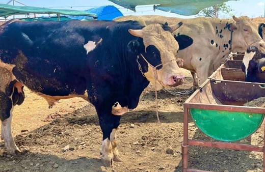 İzmir'de Kurban kesim fiyatı kaç para? Kurban kesim fiyatları açıkladı