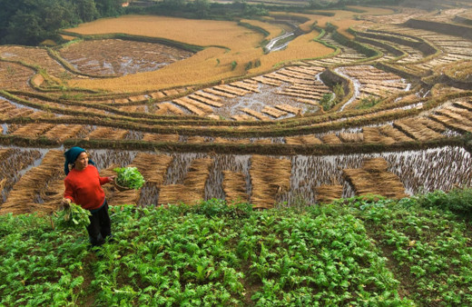 Çin'den emlak krizi çözümü: Meyve sebze karşılığı ev!