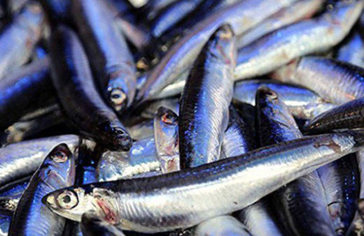 Görenler inanamadı! O şehirde gökten yağmur değil hamsi yağdı