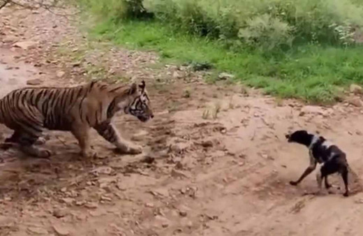Sen misin kaplana kafa tutan! Köpeğin acı sonu...