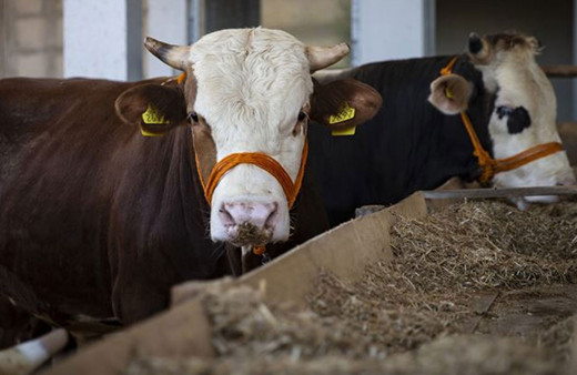 Kurbanlıklarla ilgili merak edilenler! Kadın kurban kesebilir mi hangi hayvanlar kurban olmaz? Nihat Hatipoğlu açıkladı