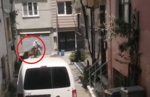 Bursa'da kaçan kurbanlık hayvanlar ortalığı birbirine kattı