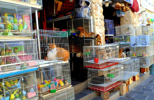 Petshoplar için belirlenen tarih bitiyor! Artık satış yasak!