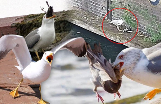 Katil martı paniği büyüyor! Koronavirüs katil yaptı sayıları her gün artıyor