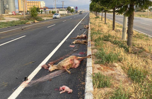 Otomobili ile sürünün içerisine daldı! Hamile koyunun karnındaki kuzu dışarı fırladı