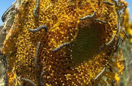 Yağ krizinin umudu ayçiçek tarlalarını çayır zararlısı sardı!