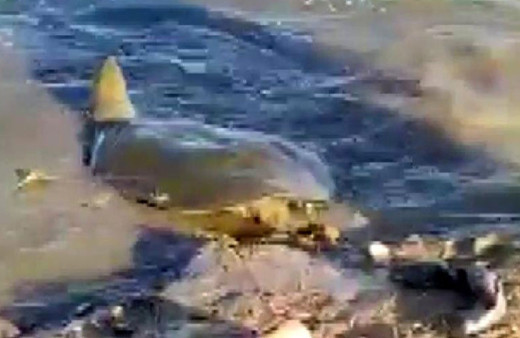 Adıyaman'da balıkçıların oltasına takıldı videoya aldılar nesli tükenmek üzere