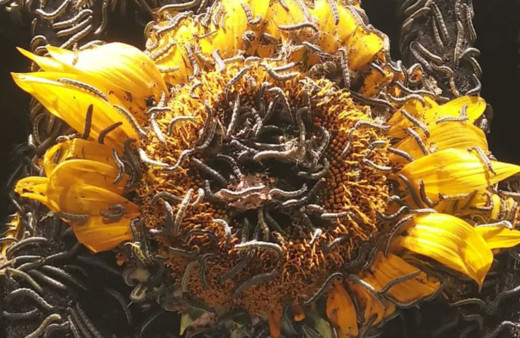 Çayır tırtılı Trakya bölgesini sardı! Çiftçiler her yerden çıkıyor ayçiçeğine dadandı diyor