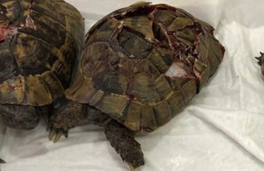 Vahşet! Onlarca kaplumbağayı boğazlarından bıçaklayıp yüzgeçlerini kestiler