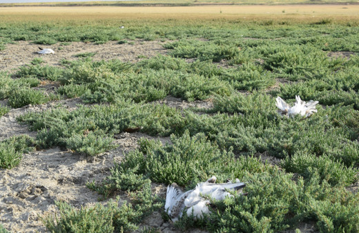 Düden Göleti'nde şok manzara! Martılar toplu halde ölüyor