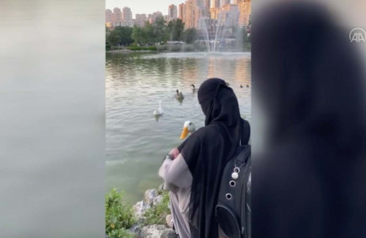 Başakşehir'de gölete ördek bırakan kadınlar ilk kez konuştu! Çeşit çeşit videoları çıktı