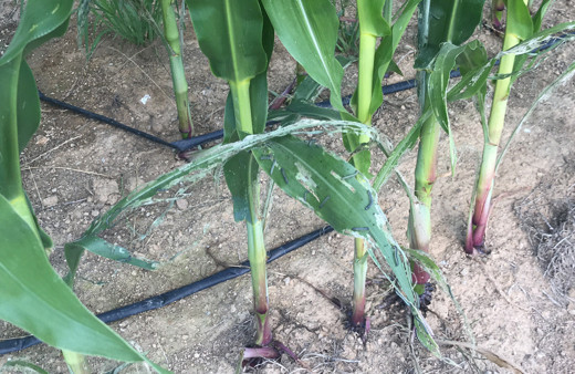 Tırtıl istilası İstanbul'a dayandı! Durum fena tarladaki ürünleri yediler görüntüler kötü