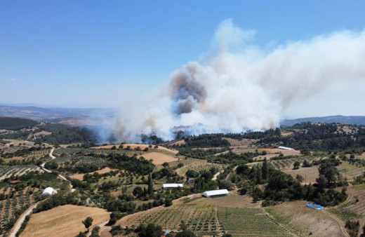 Manisa'da orman yangın: Buğday tarlasında başladı, ormana sıçradı