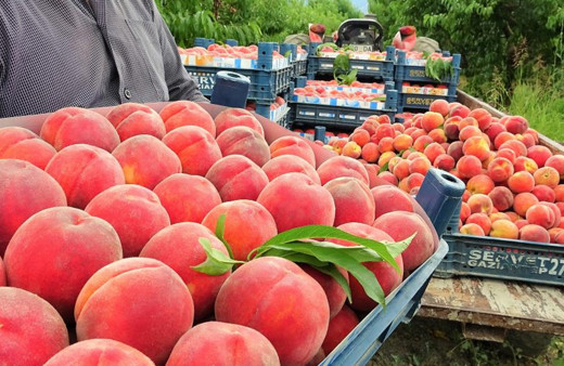 Kirazdan sonra en çok üretimi yapılan meyve! Şeftali tarlada bakın ne kadara düştü