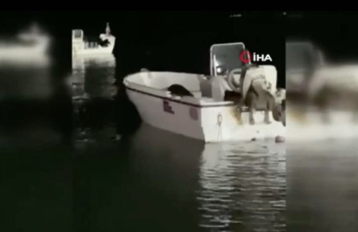 İstanbul'da sahilde şaşkına çeviren an! Su samuru balıkçı teknesine çıktı