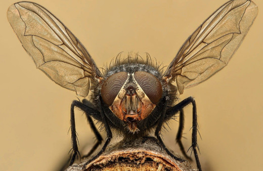 'Zombi sinek' tüyler ürpertti! Böylesi ne duyuldu ne görüldü bilim insanları şaşkın