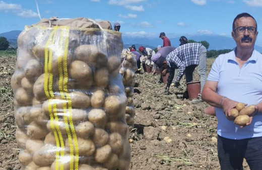 Patatesin tarla satış fiyatı buysa tüketici yandı! Bursa'da hasat edilen patatesin fiyatına bakın