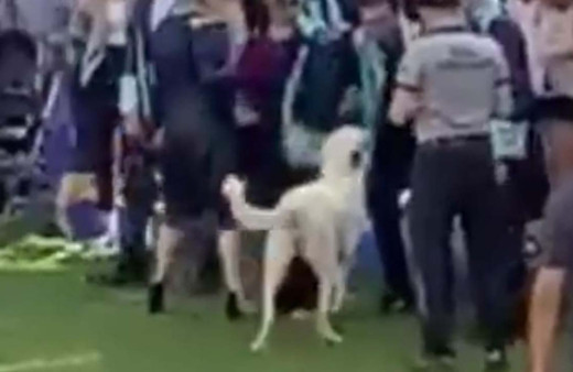 Ege Üniversitesi mezuniyet töreninde köpek öğrencilere saldırdı