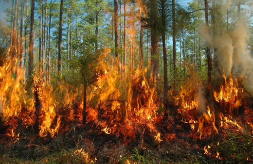İzmir Buca'da orman yangını çıktı rüzgarla birlikte büyüyor yerleşim yerine yakın