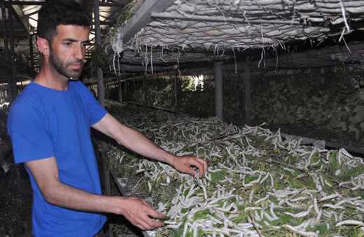 İpek böceğinden bir ayda 1 milyon TL kazanç!