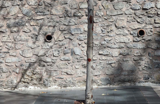 İBB'nin kestiği çınar ağaçlarının yerine diktiği fidanlar da kurudu