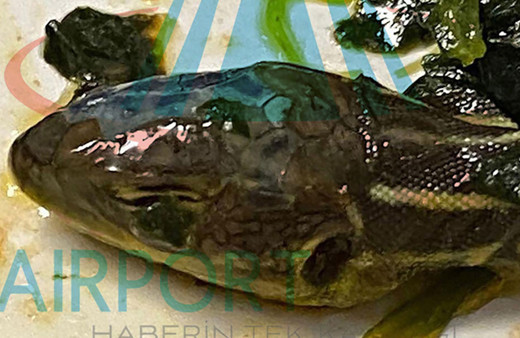 Uçaktaki yemekten yılan ve salyangoz çıktı! Sunexpress Havayolları skandalı