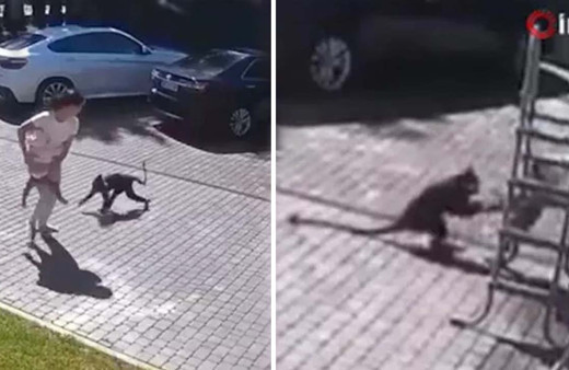 Rusya'da maymun, Ukraynalı kızı yemeye çalıştı! Dehşet anları kamerada