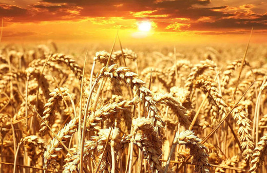 Tahıl anlaşması etkisini gösterdi! Fiyatlarda sert düşüş