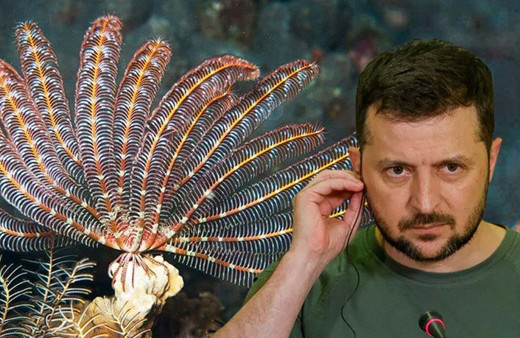 Yeni keşfedilen canlıya Zelenski'nin adı verildi! İlginç neden