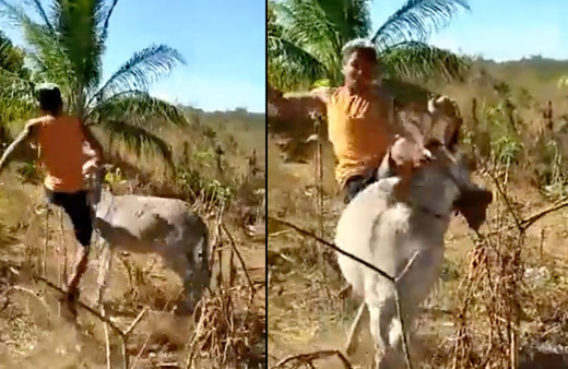 Eşeklik edip eşeği tekme tokat dövdü! Eşeğin intikamı efsane oldu sonunu izleyin