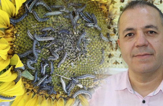 Çayır tırtılı 1975 ve 2012'de de istila etmiş