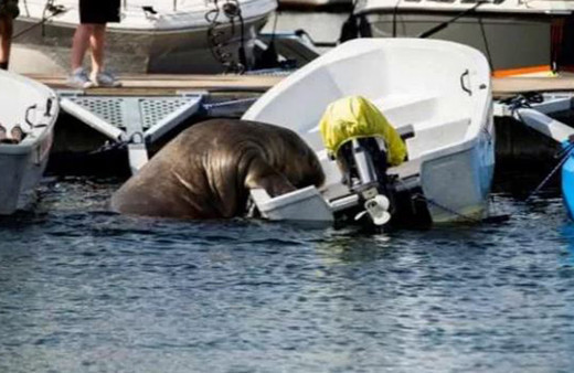 Vatandaşlar endişe içerisinde! 600 kilogramlık dev mors ülkeyi birbirine kattı