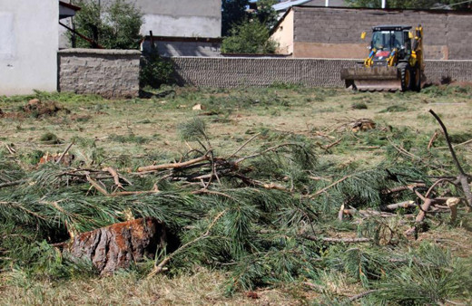 Gölge yapıyor diye 33 adet çeyrek asırlık ağaçları kestiler