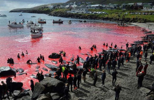 Skandal festival bu yıl da devam etti! Faroe Adaları'nda onlarca yunus katledildi