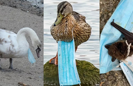 Pandemi vahşi yaşam için hala devam ediyor! İnsanın içini acıtan görüntüler