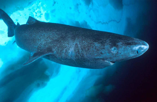 Kuzey Kutbu'nda yüzüyordu Karayipler'de görüldü bilim insanları şaşkın