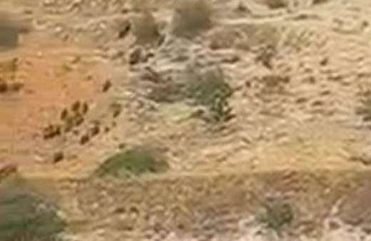 Aç kalan domuz sürüleri Antep fıstığı bahçelerine dadandı