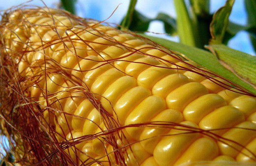 Mısırı yiyip püskülünü atmayın Faydaları inanılmaz