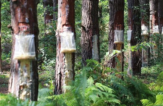 Kilosu 3 dolar...  Ağaçlar ayda 10 bin lira yılda 650 bin dolar kazandırdı!