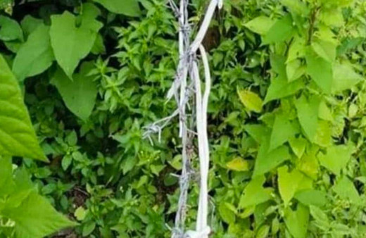 Domuzlar için tuzak kurdu eşi hayatını kaybetti