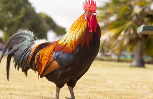 Almanya’da günde yaklaşık 200 kere öten horoz mahkemeye verildi