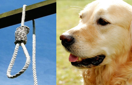 Bu hayvanlar işlediği suçlar sebebiyle idam edildi!