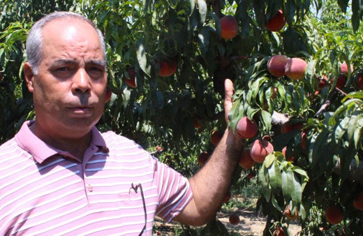 Tarlada 4 lira markette ve pazarda 15 lira üretici memnun değil