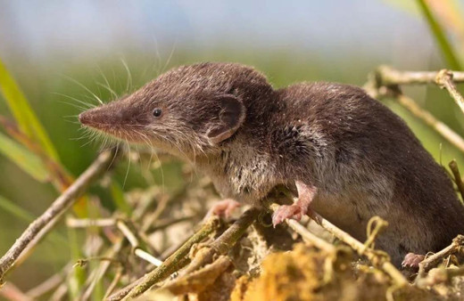 Çin'de yeni ölümcül virüs tespit edildi! 'Langya' 35 kişiye bulaştı kaynağı fareler deniyor