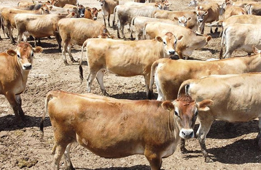 TZOB Başkanı Bayraktar'dan "damızlıklar kesime gidiyor" uyarısı! Ödemeler için çağrı yaptı