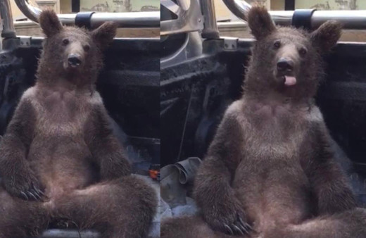 Viral olan video: Balı fazla kaçıran ayı komalık oldu! Böyle veterinere götürdüler