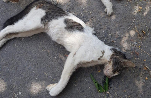 Manisa’da kedi ve köpek katliamı: 15’e yakını öldürüldü