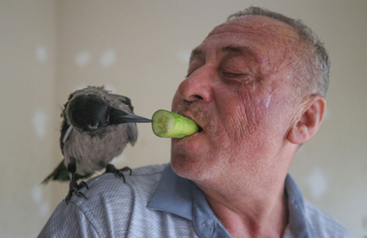 Hataylı manav 'gözünü oyar' denilen kargaya çocuğu gibi bakıyor