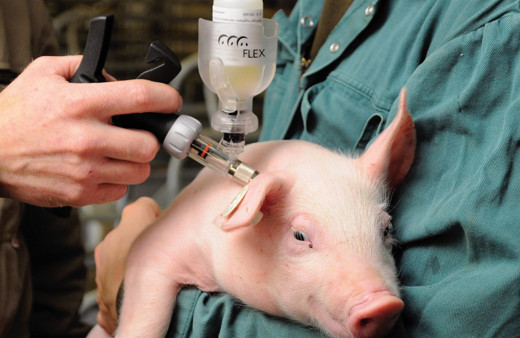 Bilim insanlarından heyecanlandıran çalışma! Ölüyü dirilttiler