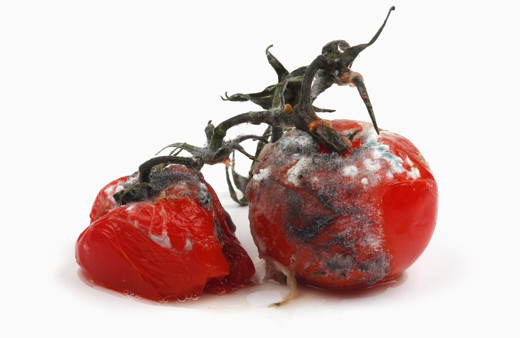 Çürüyen domatesleri sakın atmayın Faydaları inanılmaz